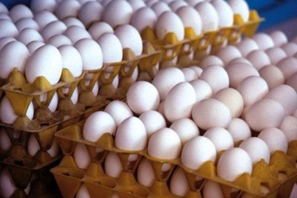 4300 تن تخم مرغ در شهرستان قزوین فراوری شد