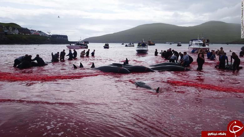 رنگین شدن دریای اسکاتلند به خون نهنگ های شکارشده