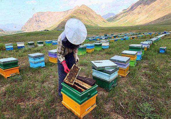 زنبورداران مازندرانی دیگر تنها عسل فراوری نمی نمایند