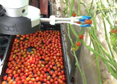 روبات هوشمندی که گوجه فرنگی می چیند