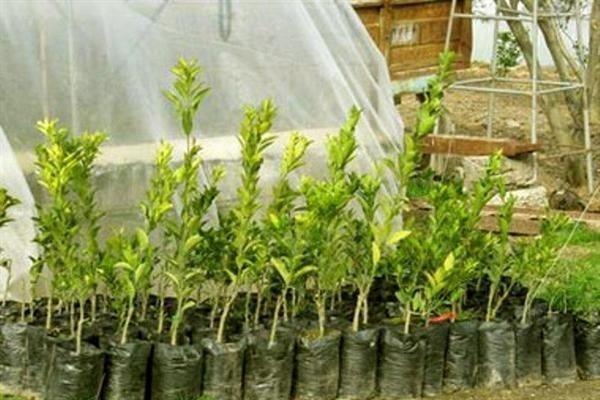 سالانه 800 هزار اصله نهال در زنجان فراوری می گردد