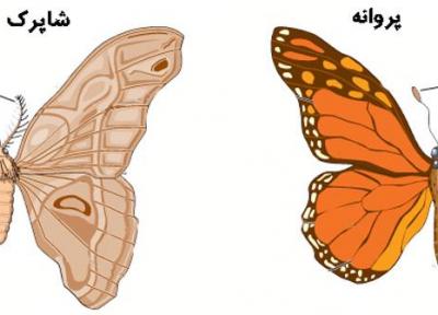 فرق شاپرک و پروانه چیست و هر کدام چه ویژگی هایی دارند؟