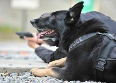 تور هلند: سگ های پلیسی که به جان مردم هلند افتادند