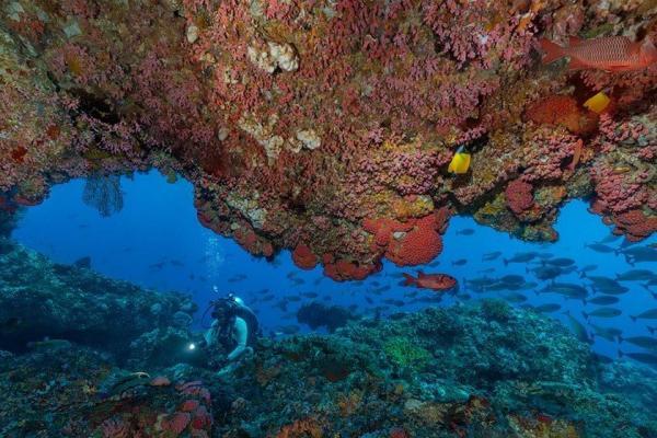 با تور مجازی به اعماق آب های جزیره کومودو سفر کنید