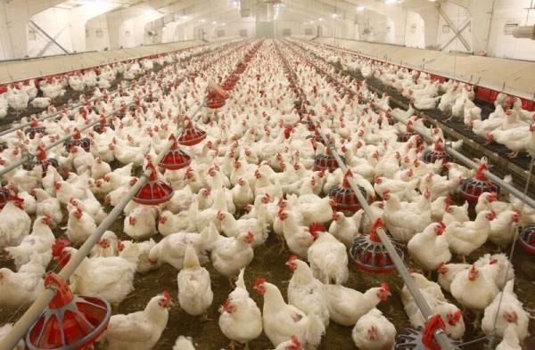 سلامی: مرغ مازاد تولیدکنندگان را با نرخ مصوب می خریم